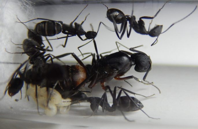 Camponotus cruentatus, mladá kolonie. Chov mravenců, jiného hmyzu a pavoukovců na Formikaristika CZ.