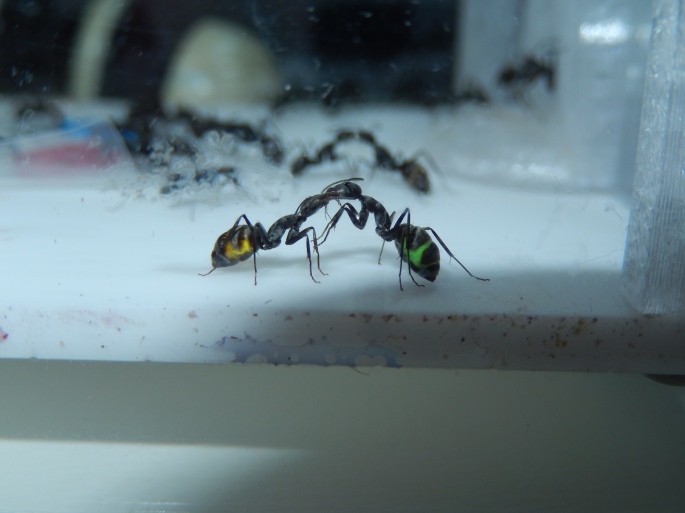 Camponotus parius dělnice při trofalaxi sugarboostu